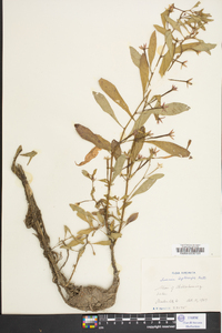 Ludwigia leptocarpa image