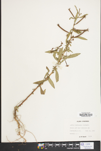 Ludwigia leptocarpa image