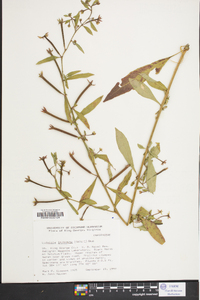 Ludwigia leptocarpa image