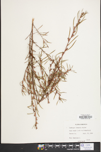 Ludwigia linearis image