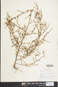 Ludwigia linearis image