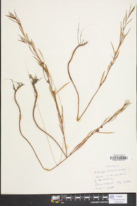 Ludwigia linearis image