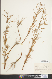 Ludwigia linearis image