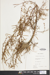 Ludwigia linearis image