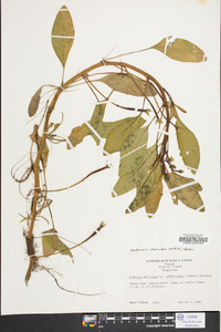 Ludwigia peploides image