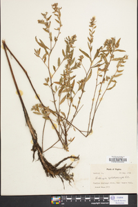 Ludwigia sphaerocarpa image