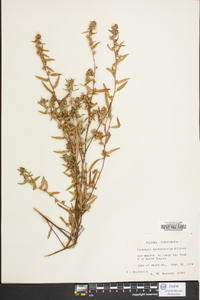 Ludwigia sphaerocarpa image