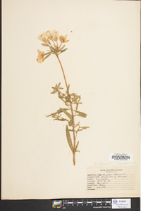 Oenothera drummondii image