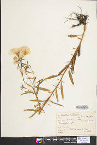 Oenothera drummondii image