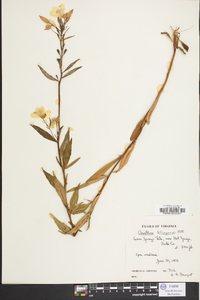 Oenothera fruticosa subsp. glauca image