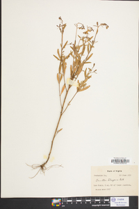 Oenothera fruticosa subsp. glauca image