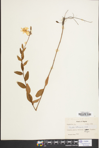 Oenothera fruticosa subsp. glauca image