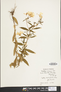 Oenothera fruticosa subsp. glauca image