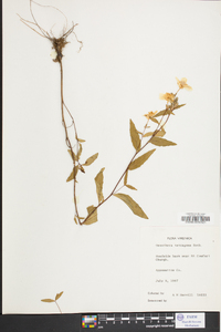 Oenothera fruticosa subsp. glauca image