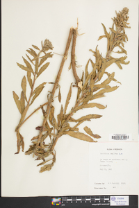 Oenothera humifusa image