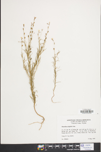 Oenothera linifolia image