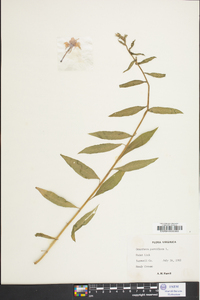 Oenothera parviflora image