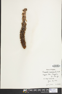 Conopholis americana image