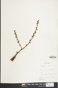 Epifagus virginiana image