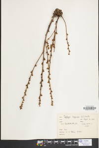 Epifagus virginiana image