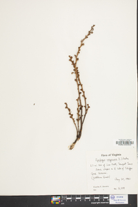 Epifagus virginiana image