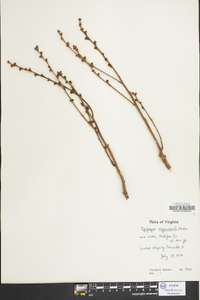 Epifagus virginiana image