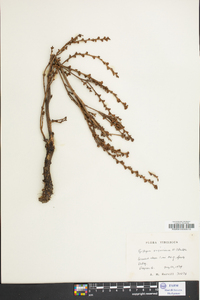 Epifagus virginiana image