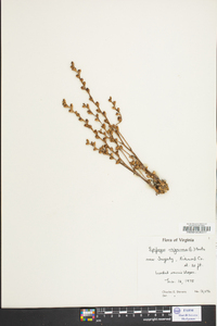 Epifagus virginiana image