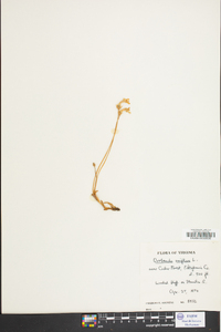 Orobanche uniflora image