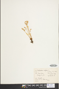 Orobanche uniflora image