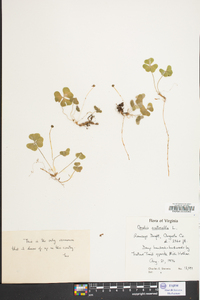 Oxalis montana image