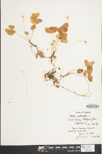 Oxalis montana image