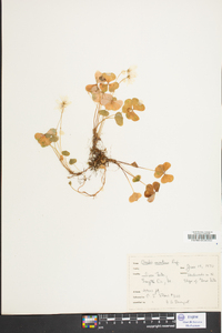 Oxalis montana image