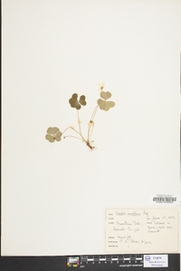 Oxalis montana image