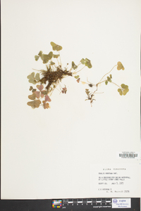 Oxalis montana image