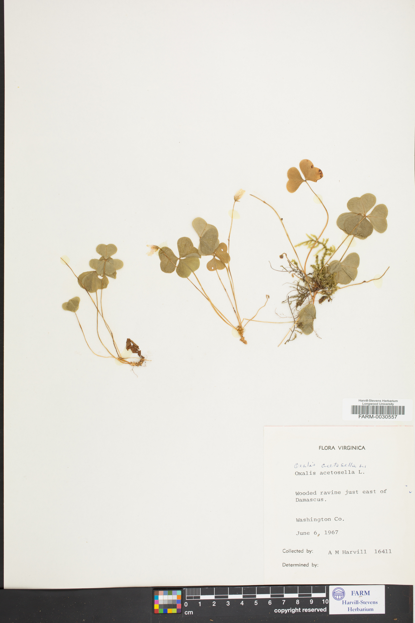 Oxalis montana image