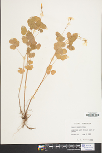 Oxalis grandis image