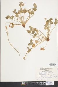 Oxalis rubra image