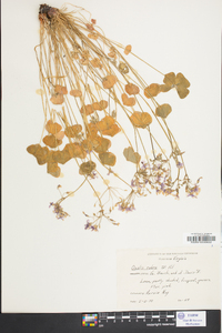 Oxalis rubra image