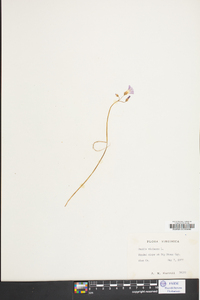 Oxalis violacea image