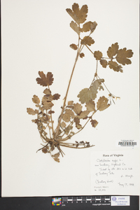 Chelidonium majus image