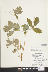 Chelidonium majus image