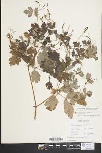 Chelidonium majus image