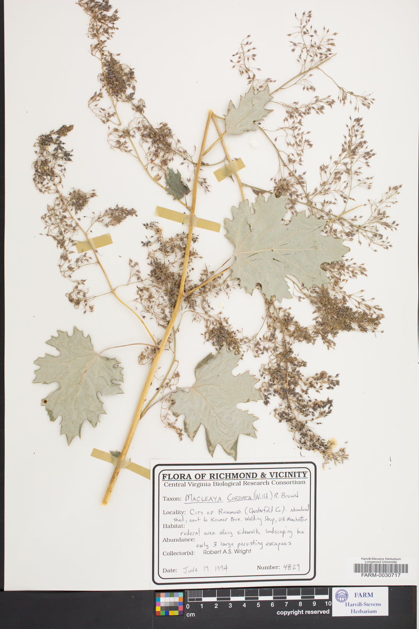 Macleaya cordata image