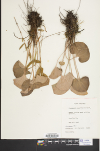 Parnassia asarifolia image