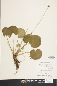 Parnassia asarifolia image