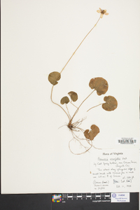 Parnassia asarifolia image