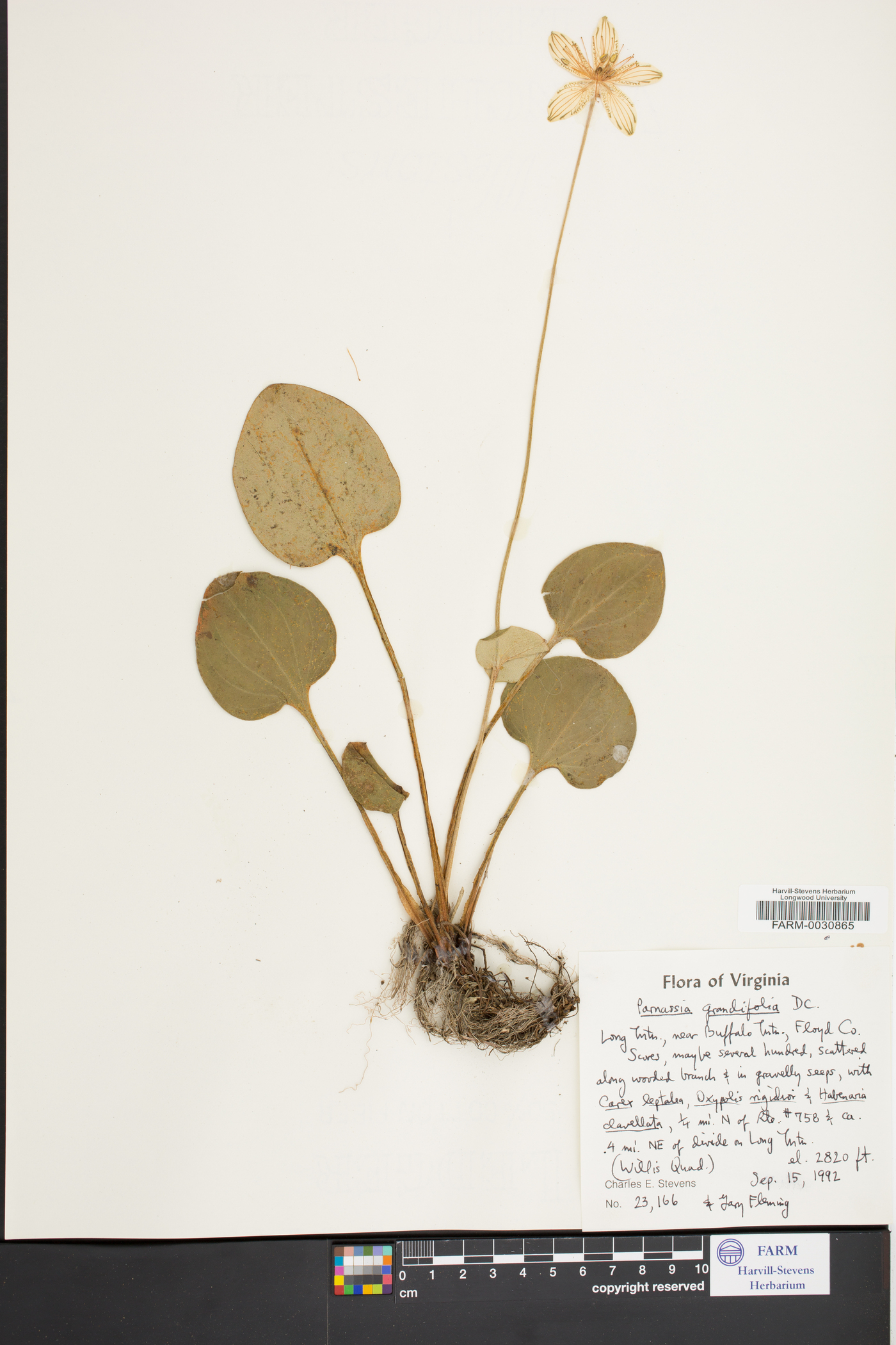 Parnassia grandifolia image