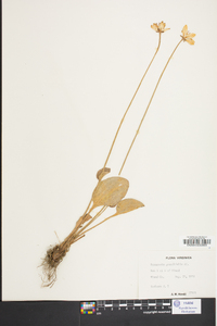 Parnassia grandifolia image