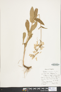 Penstemon canescens image